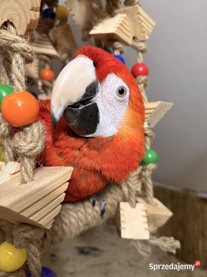 Papuga Ara Macao samiec ręcznie karmiona Brodnica