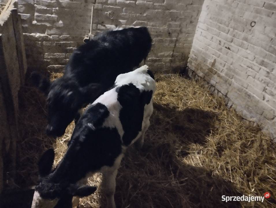 Sprzedam cielaki Jabłoń