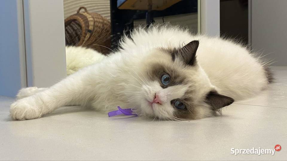 Kocurek Ragdoll gotowy do odbioru