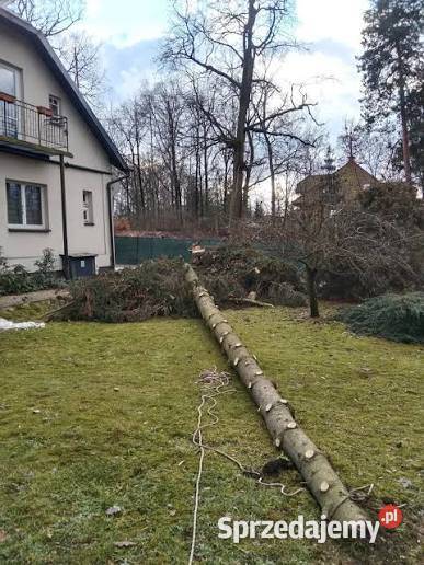 WYCINKA DRZEW TANIO I KOMPLEKSOWO Bydgoszcz ogród
