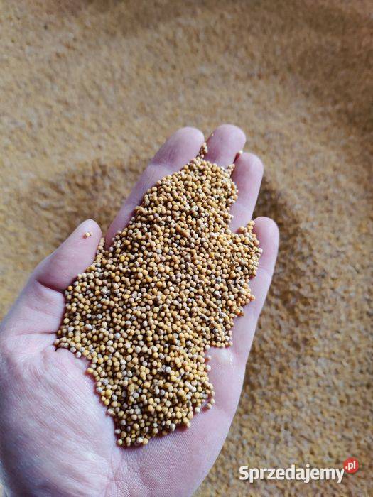 Gorczyca Czyszczona Lubień Kujawski