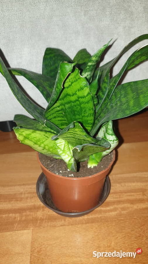 Sansewieria 4 roślina rosnąca mazowieckie Warszawa sprzedam