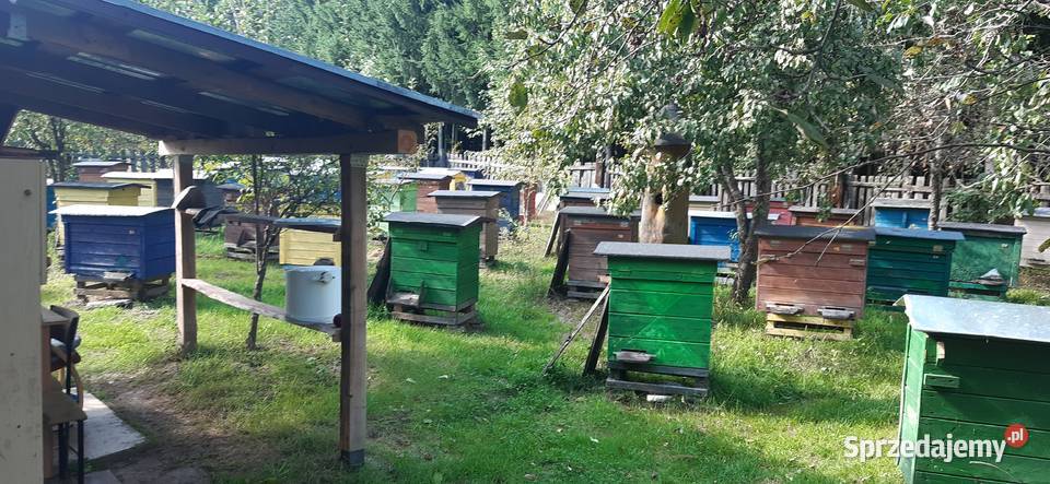 Ule rodziny pszczele Pszczelarstwo Rolnictwo Biłgoraj