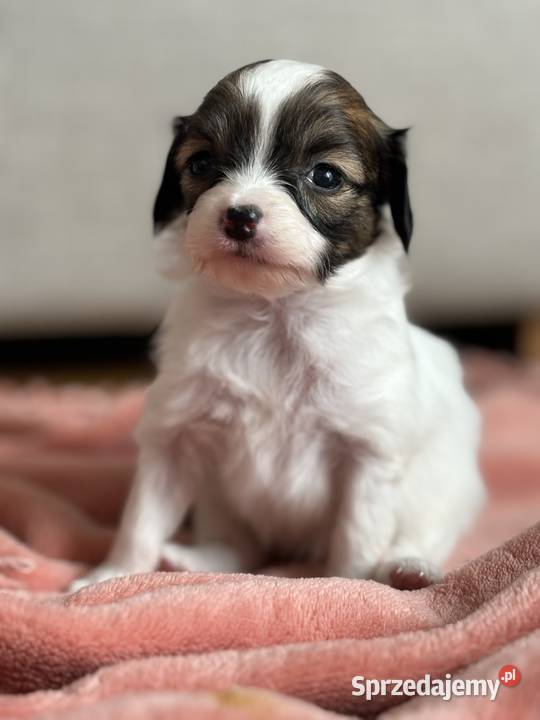 Spaniel kontynentalny phalene odmiana papillon śląskie Bielsko-Biała