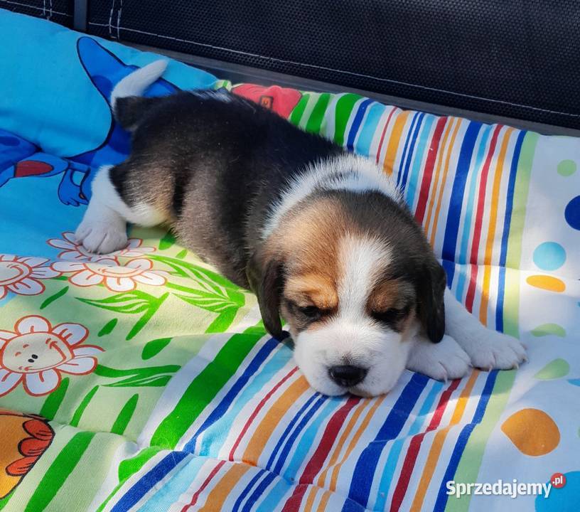 Beagle szczeniaki ZKwP Żywiec