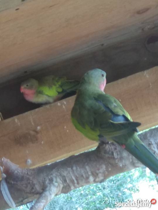 Księżniczka walii Zwierzęta Bukowiec