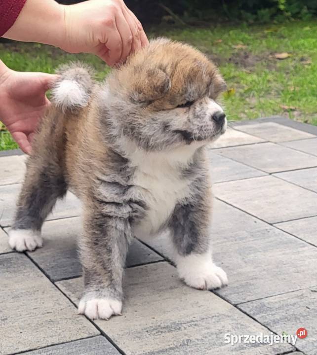 Akita Inu FCI szczenie Akita kujawsko-pomorskie Buczkowo