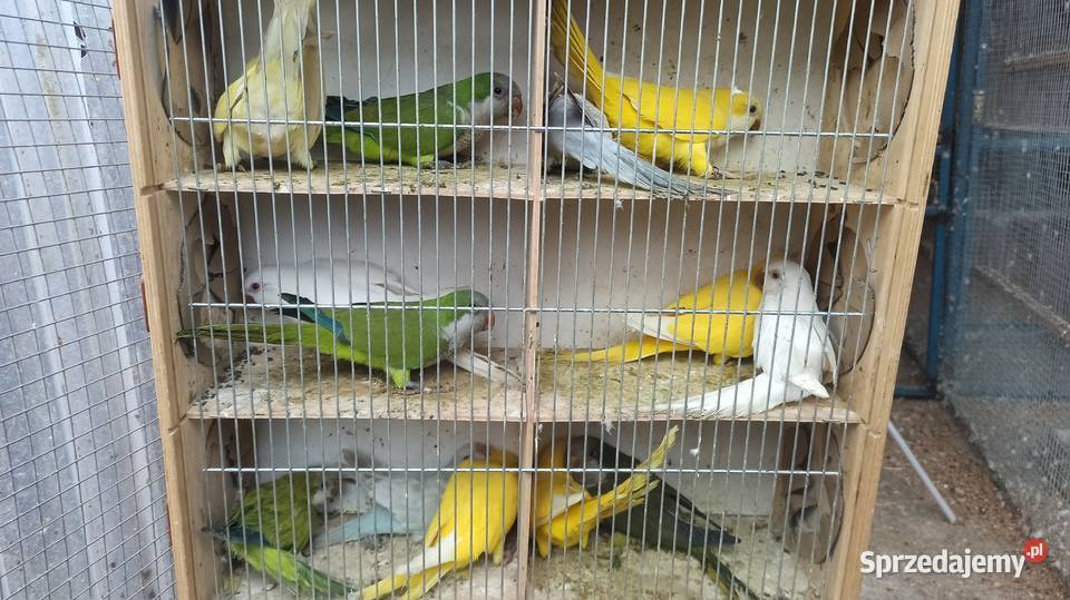 Papugi Mnichy nizinne Ptaki Wolbrom sprzedam