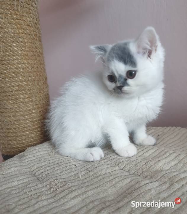 Brytyjski krótkowłosy Tarnów