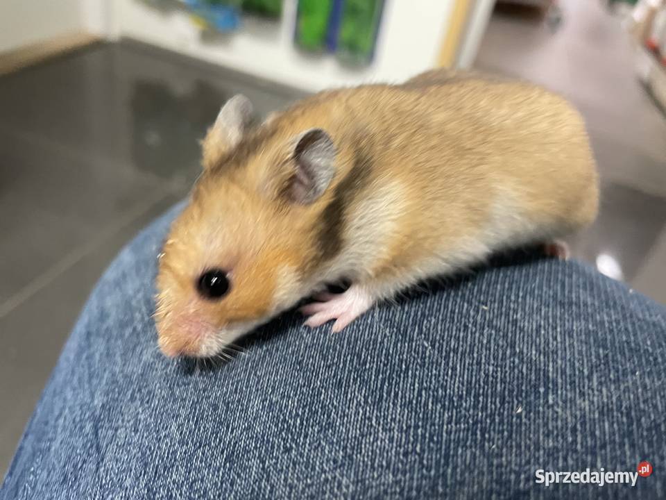 chomik syryjski różne kolory Zwierzęta śląskie Gliwice