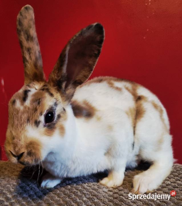Królik Mini Rex trójbarwny śląskie Katowice