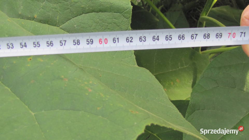 Sadzonki korzeniowe paulowni Hybryda 9503 Opole