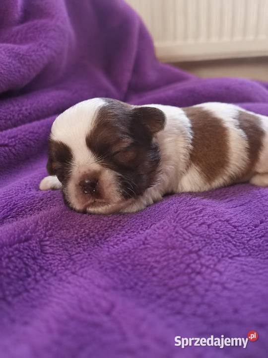 szczeniaki shih tzu Shih Tzu Ciechocin