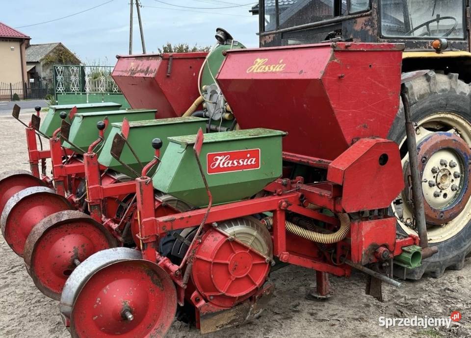 Siewnik hassia Dziwie