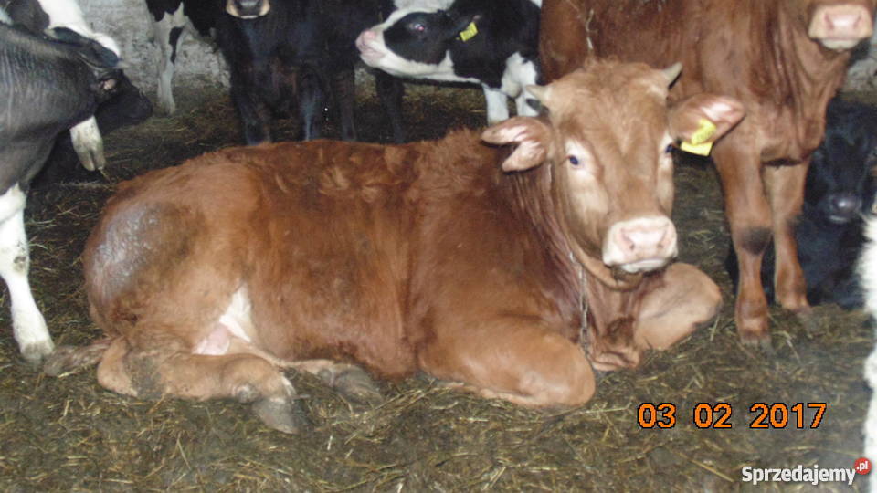 BYK LIMOUSINE 100 na zarodowego Pyrzyce sprzedam