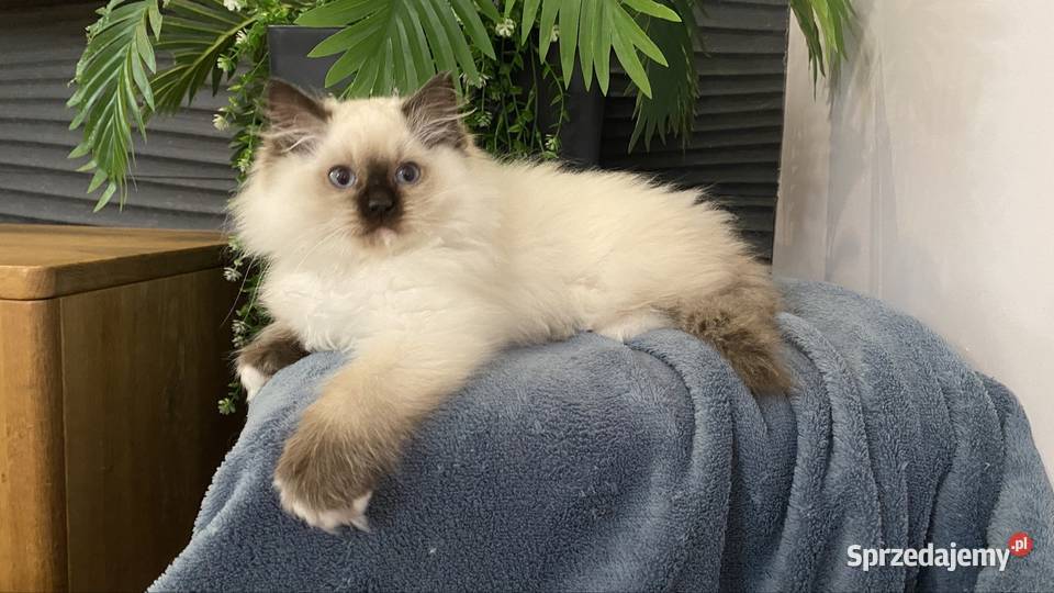 Kotki ragdoll gotowe do wydania FPL