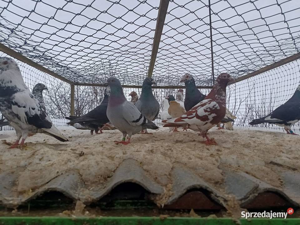 Gołębie sprzedam Ćmielów sprzedam