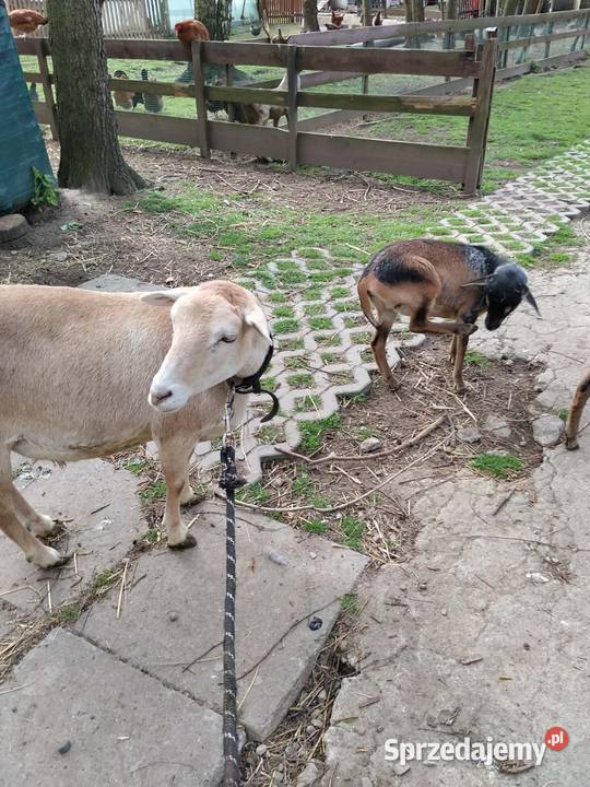 Sprzedam owce z młodym Wola Radłowska
