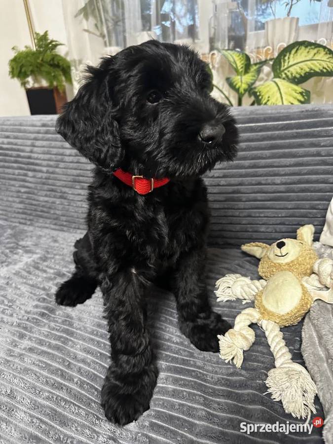 Sznaucer olbrzym piękna suczka FCI Psy Olsztyn