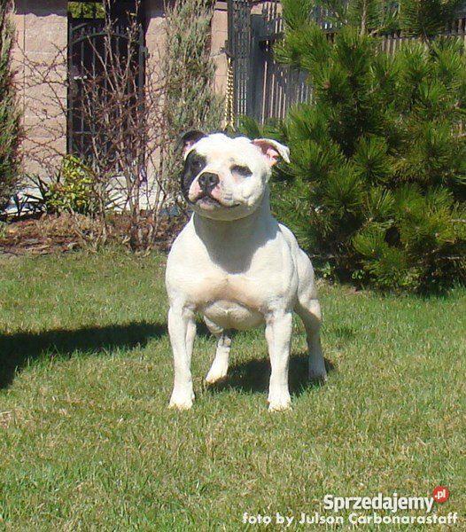 Staffordshire Bull Terrier Staffik Stafik Radom