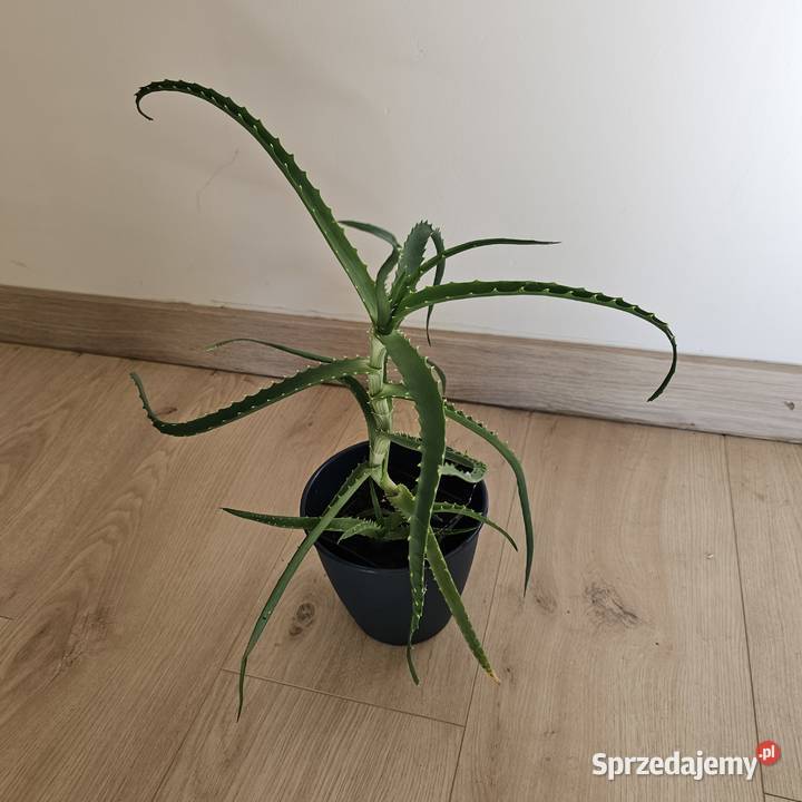 Aloes Roślina doniczkowa roślina domowa małopolskie Oświęcim