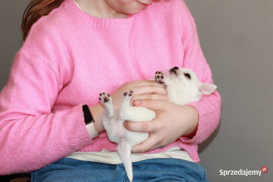 XS chihuahua chłopiec ZKwP FCI Świnoujście