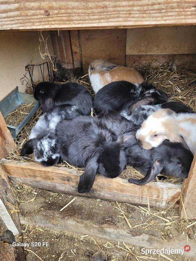 Barany francuskie Żłobizna