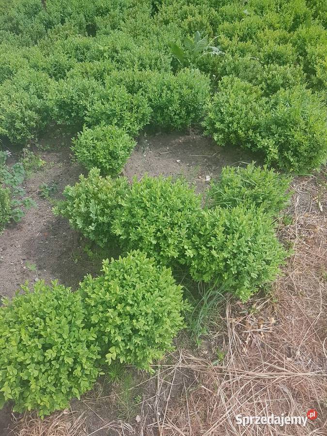 BukszpanBukszpany kule Warszawa sprzedam