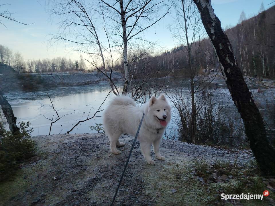 Samojed Samoyed suczka Pozostałe Nowa Wieś