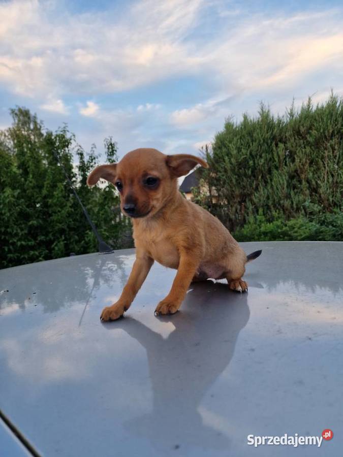 Pinczer miniaturowy XXS piesek ratlerek sarenka sprzedam