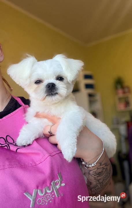 Maltańczyk mini suczka odbiór 06062026 Nieciszów