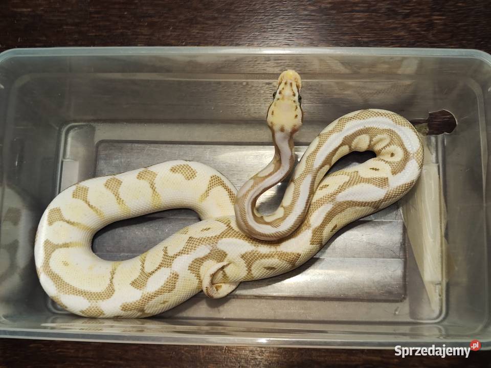 Pyton królewski Samica queen bee yellow belly łódzkie Łódź