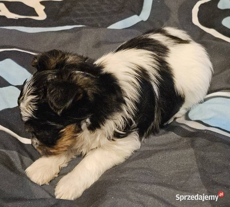 Biewer Yorkshire Terrier suczka pomorskie Somonino sprzedam