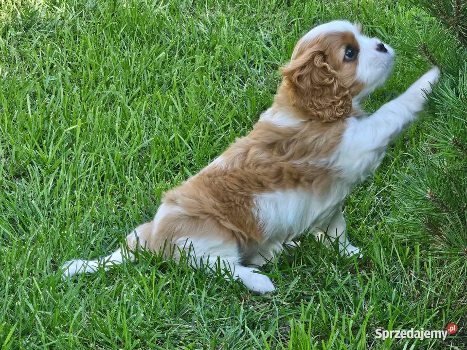 Cavalier king charles spaniel FCI ZKwP warmińsko-mazurskie