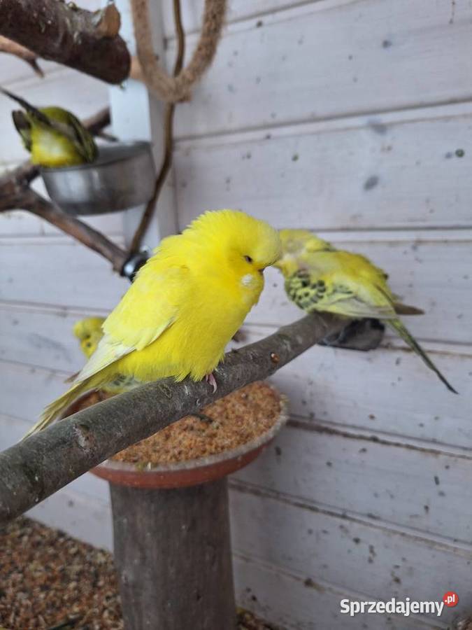 Papugi faliste rasowe i Nimfy Wystawowe