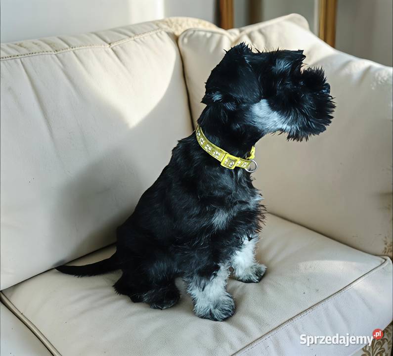 Sznaucer miniaturowy czarno srebrny FCI Sznaucer Wałbrzych