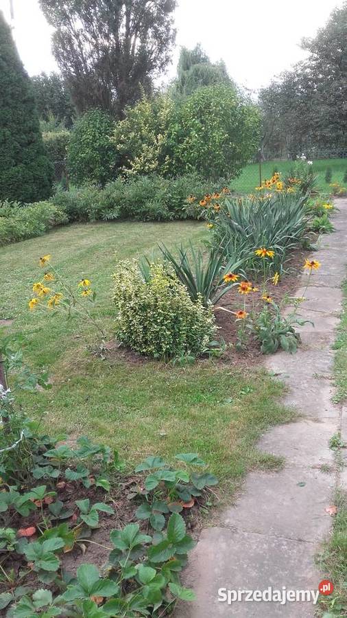 SPRZEDAM DZIAŁKĘ ROD Nowy Sącz