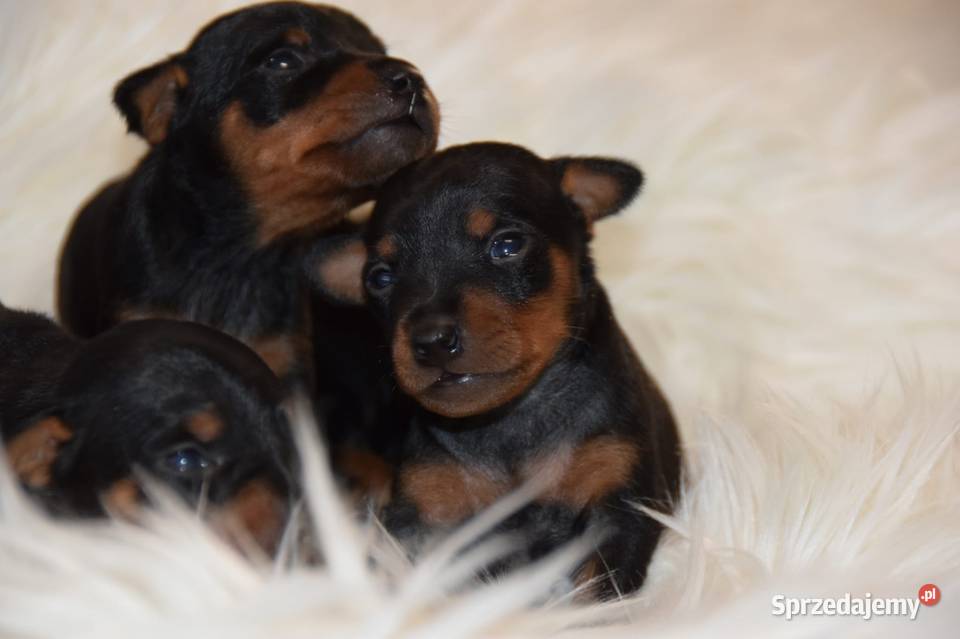 Pinczer Miniaturowy ZKWP fci