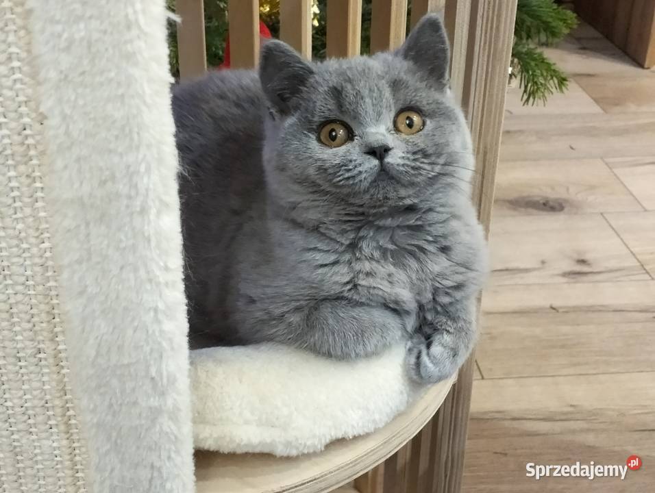 Śliczna koteczka Zuri Rodowód Międzynarodowy Łódź