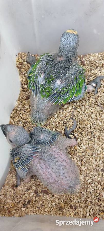 Amazonki niebieskoczelne pisklaki Wodzisław Śląski