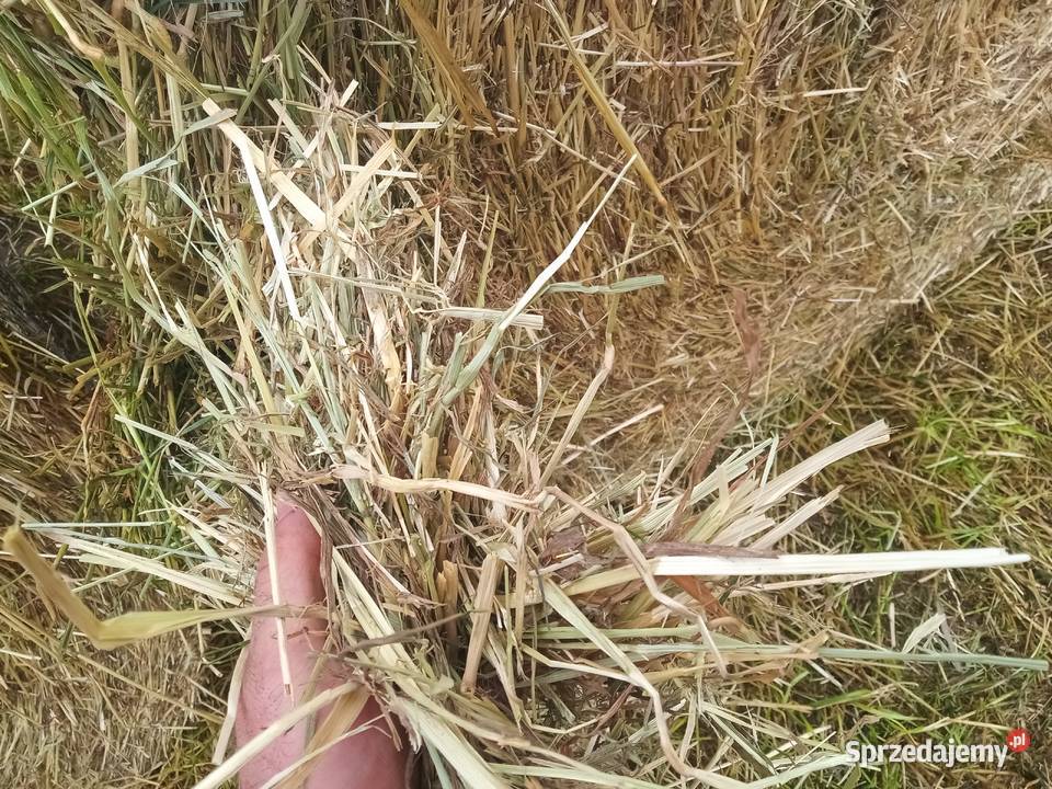 Siano bele 160 nowe z tego roku transport