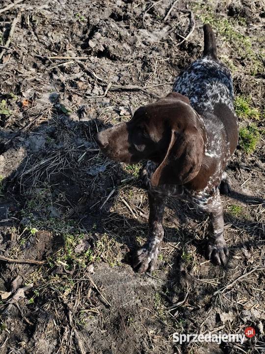 Wyżeł Niemiecki Krótkowłosy Łuków