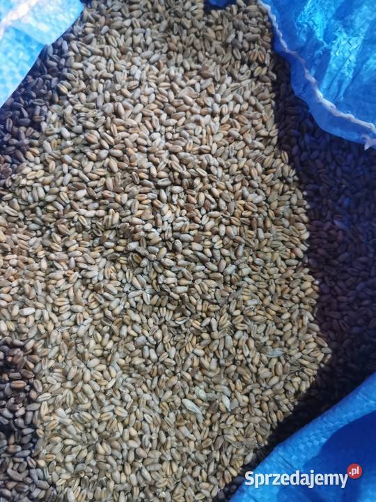 Pszenica ozima 2025 Korczyn