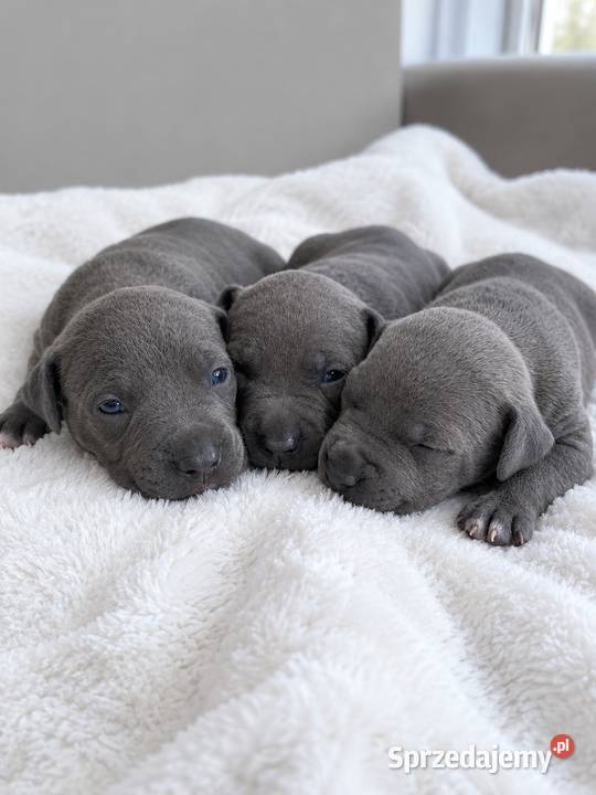 Zapraszamy do rezerwacji pięknych szczeniaków Amstaff wielkopolskie Kępno