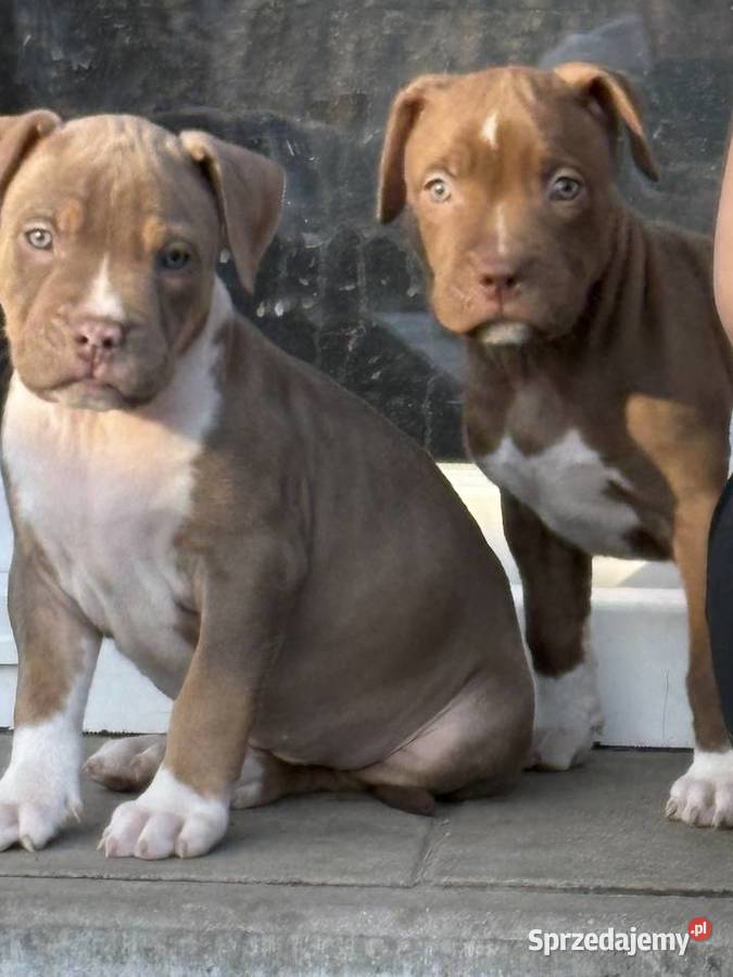 American bully xl szczeniak wielkopolskie Czerlejno