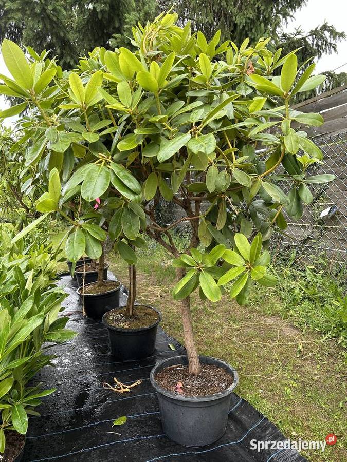 Rhodondrony dufhecke inkaro i Rhododendrony na Ostrów Mazowiecka