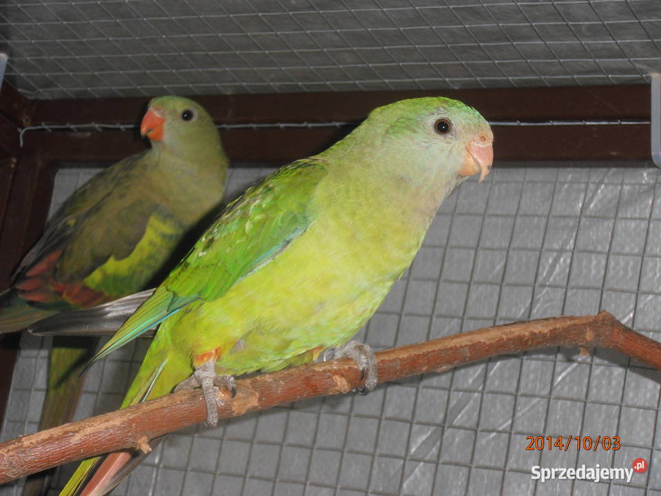 barabanda samica sprzedam Ochaby Wielkie