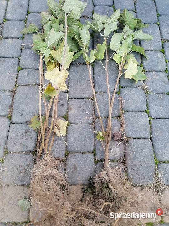 Sprzedam sadzonki porzeczki czarnej Bochotnica