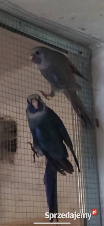 Papugi rozella królewska i świergoty orange szek Ptaki Kolbuszowa sprzedam