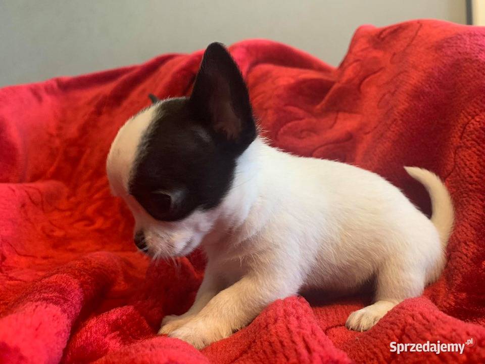 ŚLICZNE CHIHUAHUA krótkowłose piesek mini z Leoncin